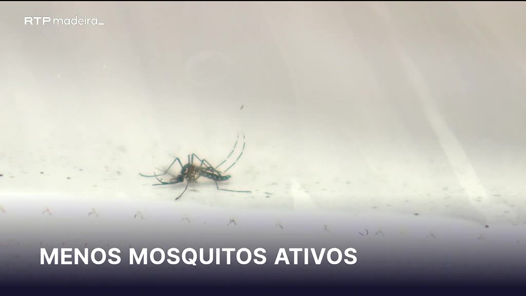 Atividade do mosquito Aedes aegypti atinge valor mais baixo de sempre na Madeira