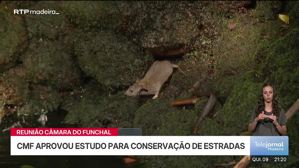 PS propõe plano municipal para combater praga de ratos no Funchal