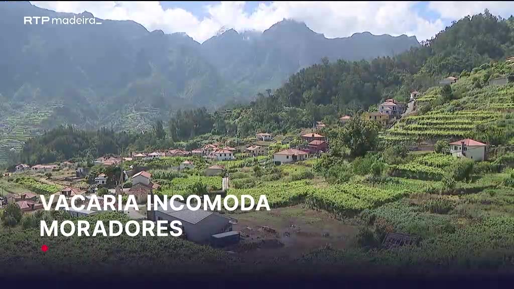 Exploração de bovinos em São Vicente causa queixas por maus odores