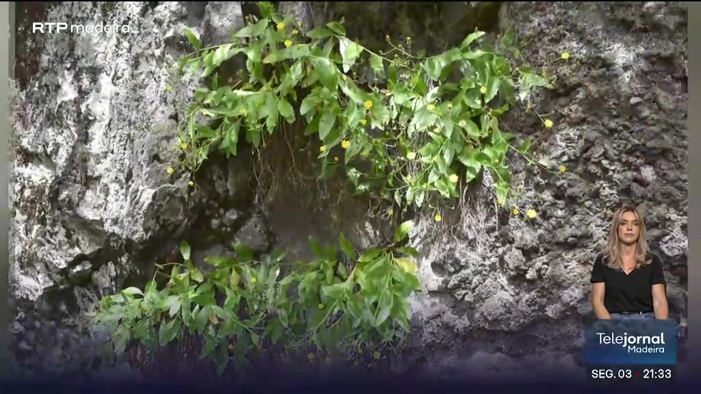 Novo género botânico endémico da Madeira: Madeirina