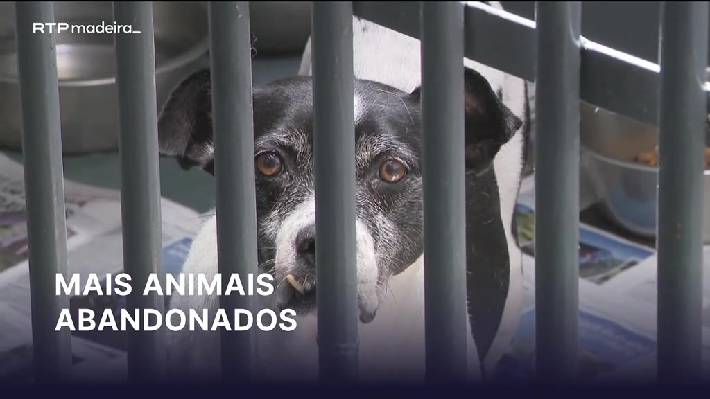 Abandono de animais de companhia aumenta no verão