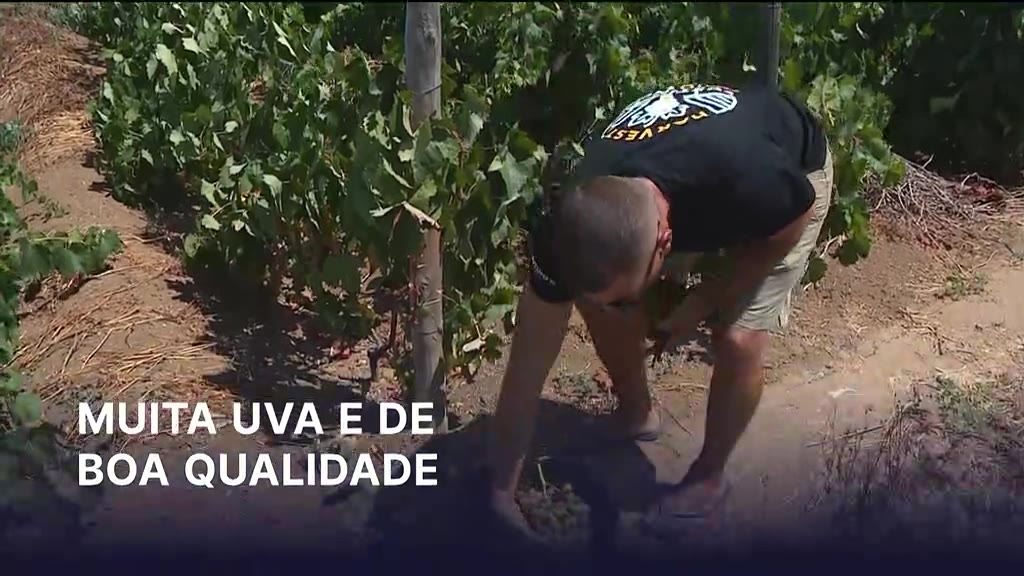 Vindimas no Porto Santo