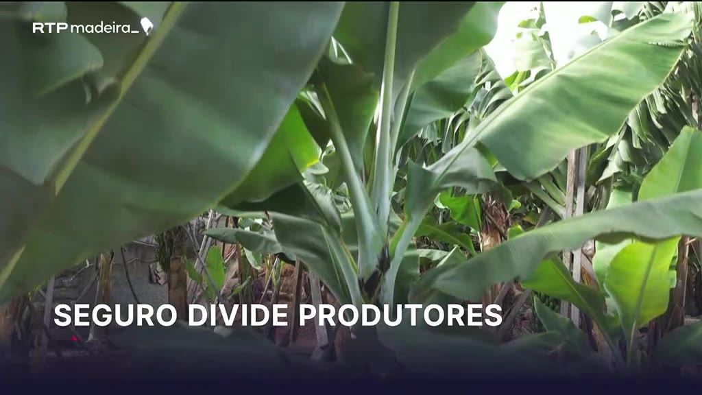 Seguro coletivo para produtores de banana reativado sem consenso