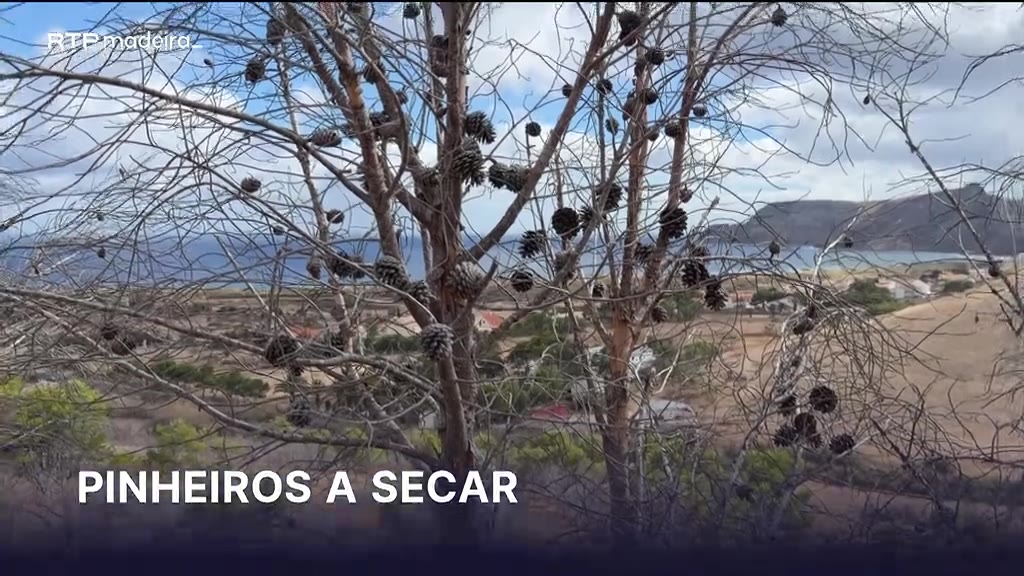 Pinheiros do Pico Ana Ferreira a secar devido à falta de água