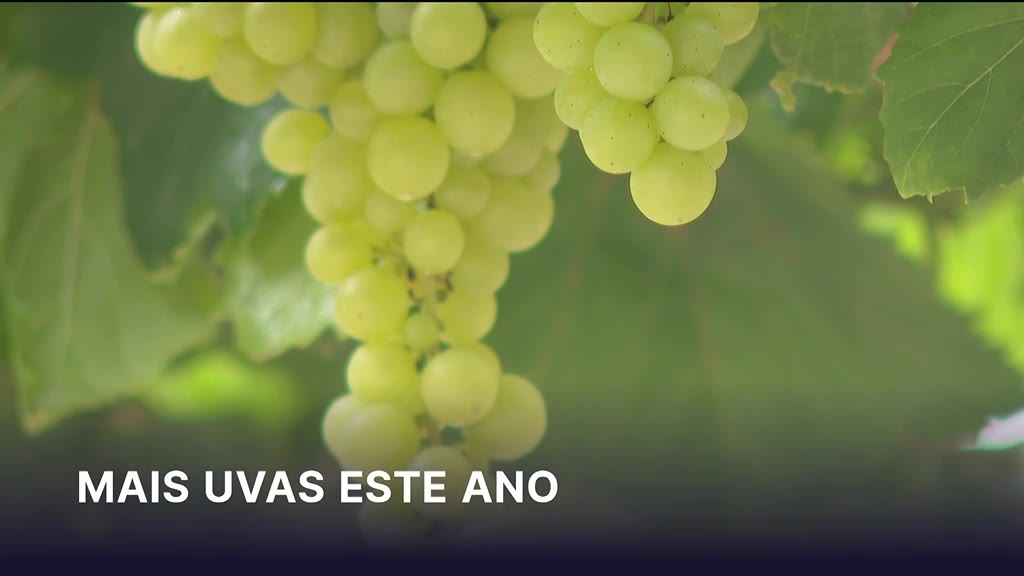 Vindima na Madeira com produção recorde em 2026