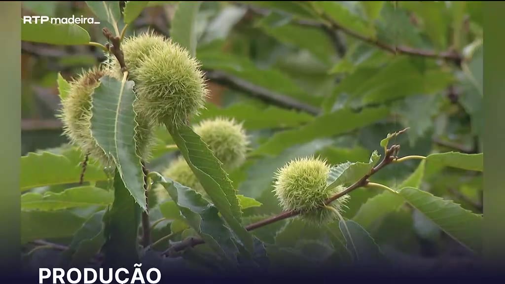 Perspetivas positivas para a produção de castanha no Corral das Freiras