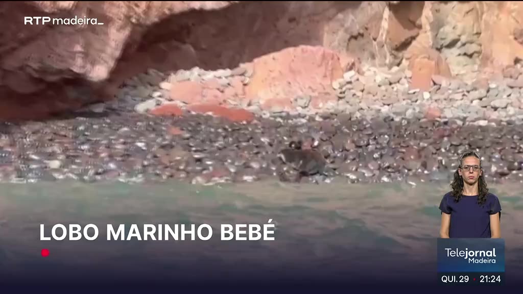 Nascimento de um lobo-marinho nas ilhas Desertas
